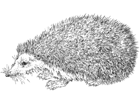 Realistic Hedgehog Coloring Page